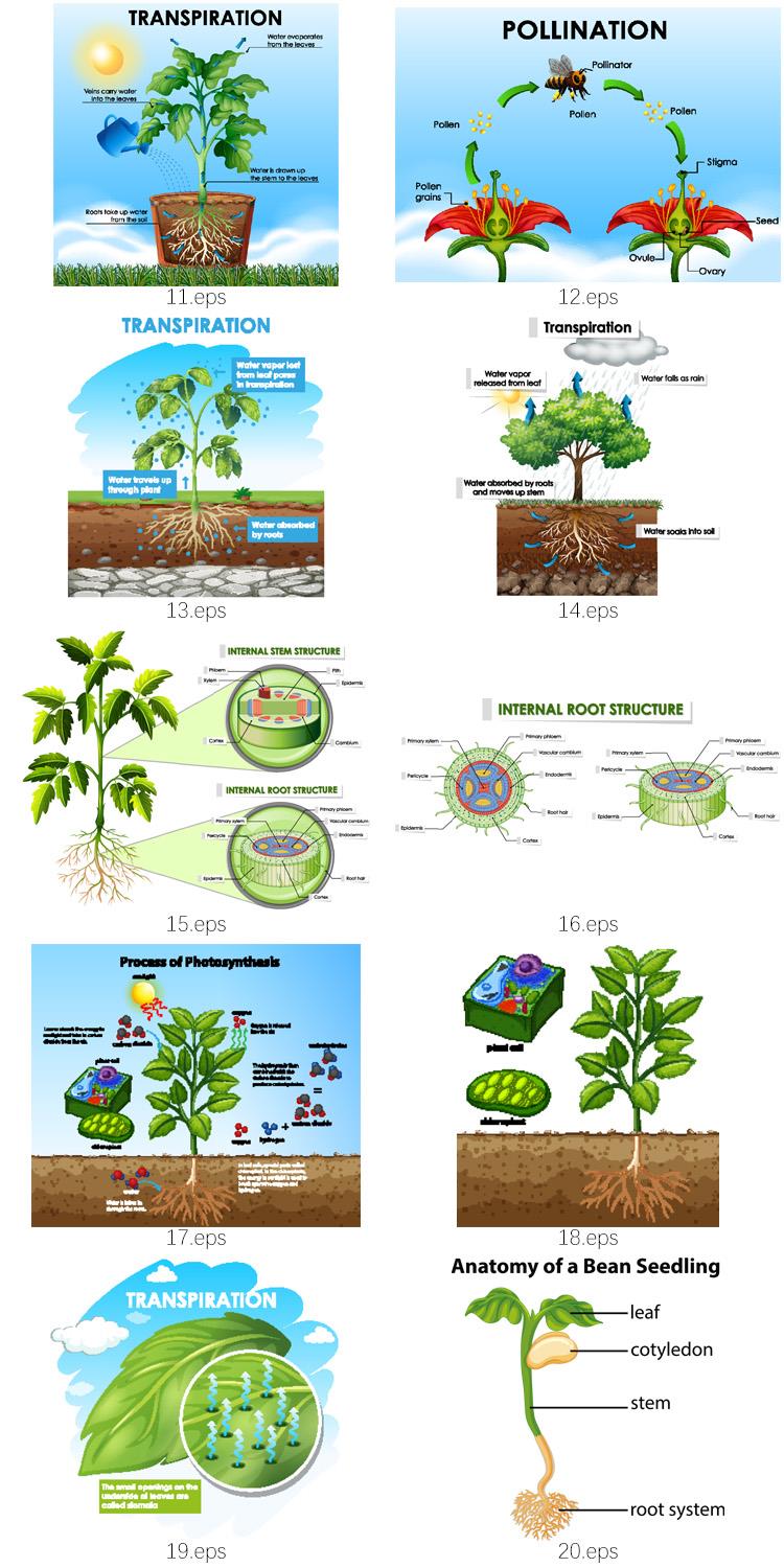 植物细胞光合作用树叶根茎树木分析图信息图表AI矢量图形设计素材 第4张