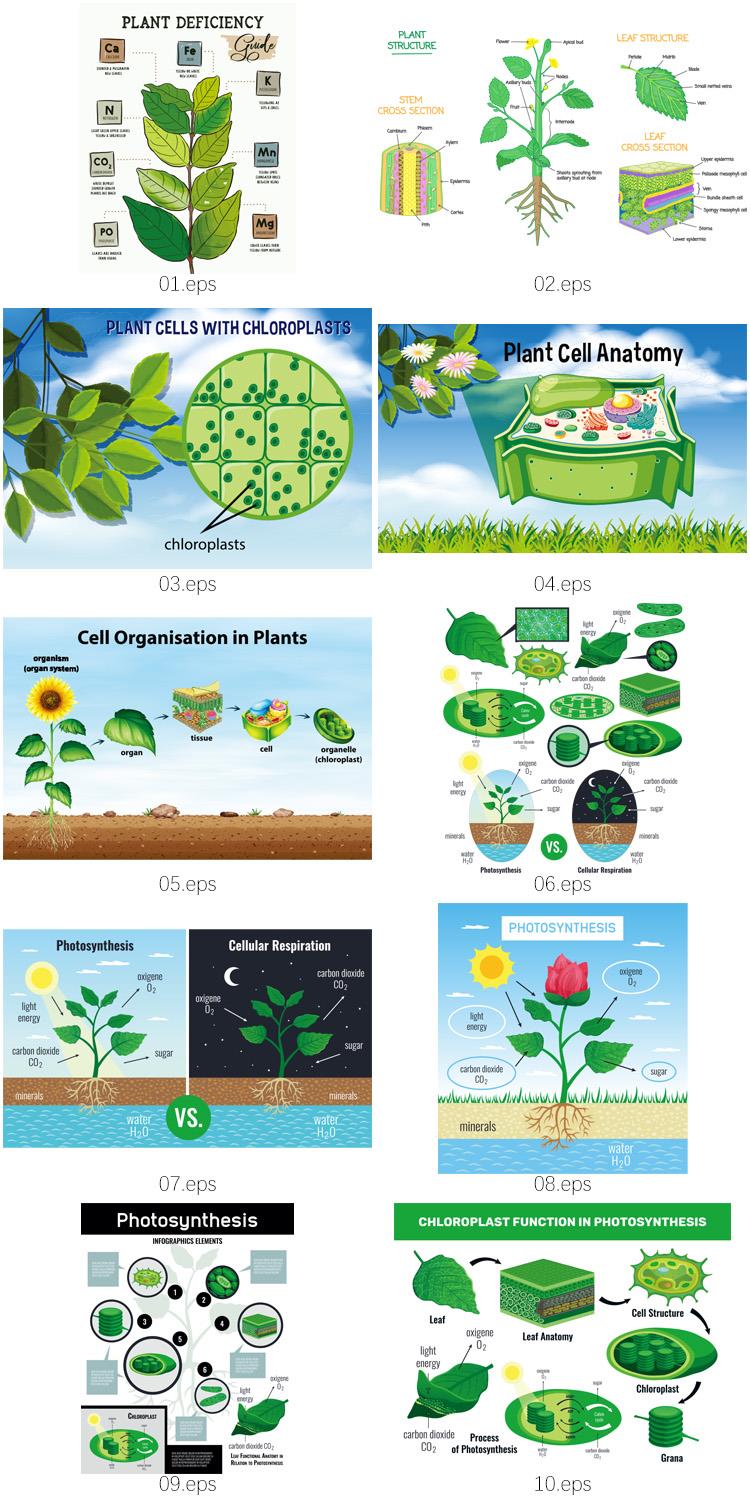 植物细胞光合作用树叶根茎树木分析图信息图表AI矢量图形设计素材 第3张