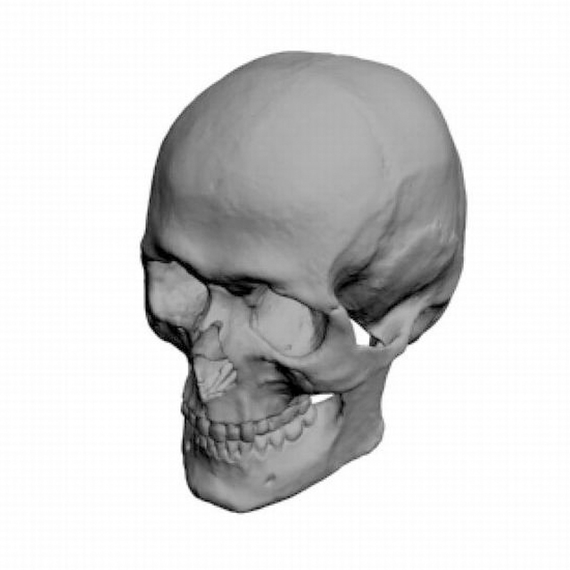 OBJ人类头骨头颅骷髅头默认材质设计参考三维模型素材A1004图片