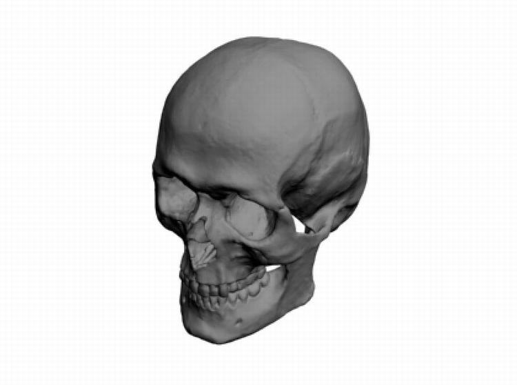 OBJ人类头骨头颅骷髅头默认材质设计参考三维模型素材A1004 第1张