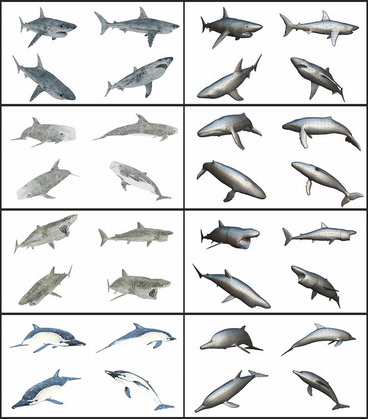 MAX FBX OBJ 10个低面多边形海洋鱼类海豚,鲸鱼鲨鱼三维模型A1034 第2张