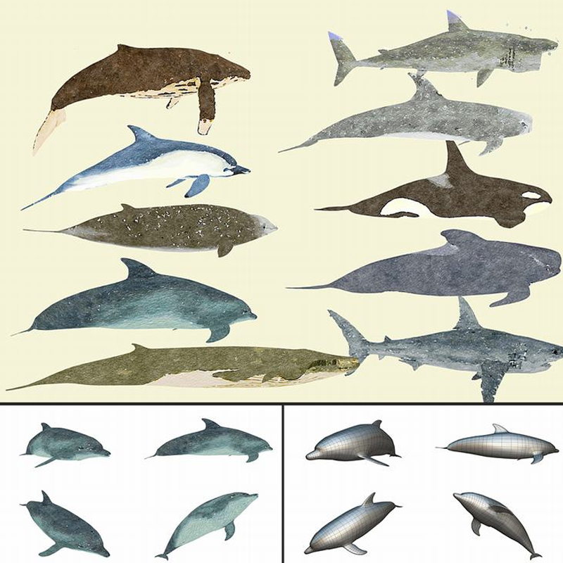 MAX FBX OBJ 10个低面多边形海洋鱼类海豚,鲸鱼鲨鱼三维模型A1034图片