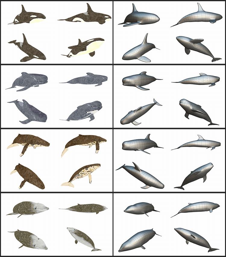 MAX FBX OBJ 10个低面多边形海洋鱼类海豚,鲸鱼鲨鱼三维模型A1034 第3张