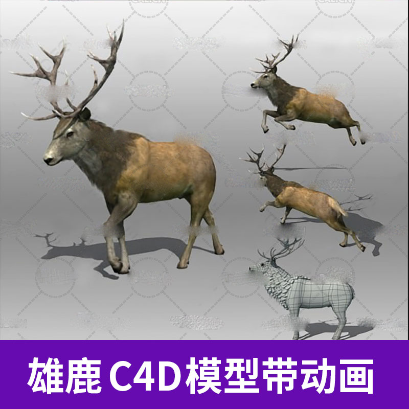 C4D MAX FBX动物雄鹿公鹿绑定骨骼动画奔跑动作三维模型素材A1312图片