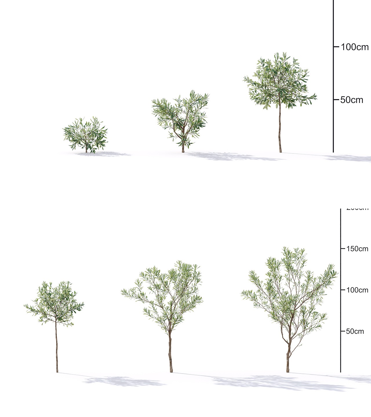 C4D Max FBX庭院室内植物素材花草盆景盆栽果树树木3D模型A1215 第2张