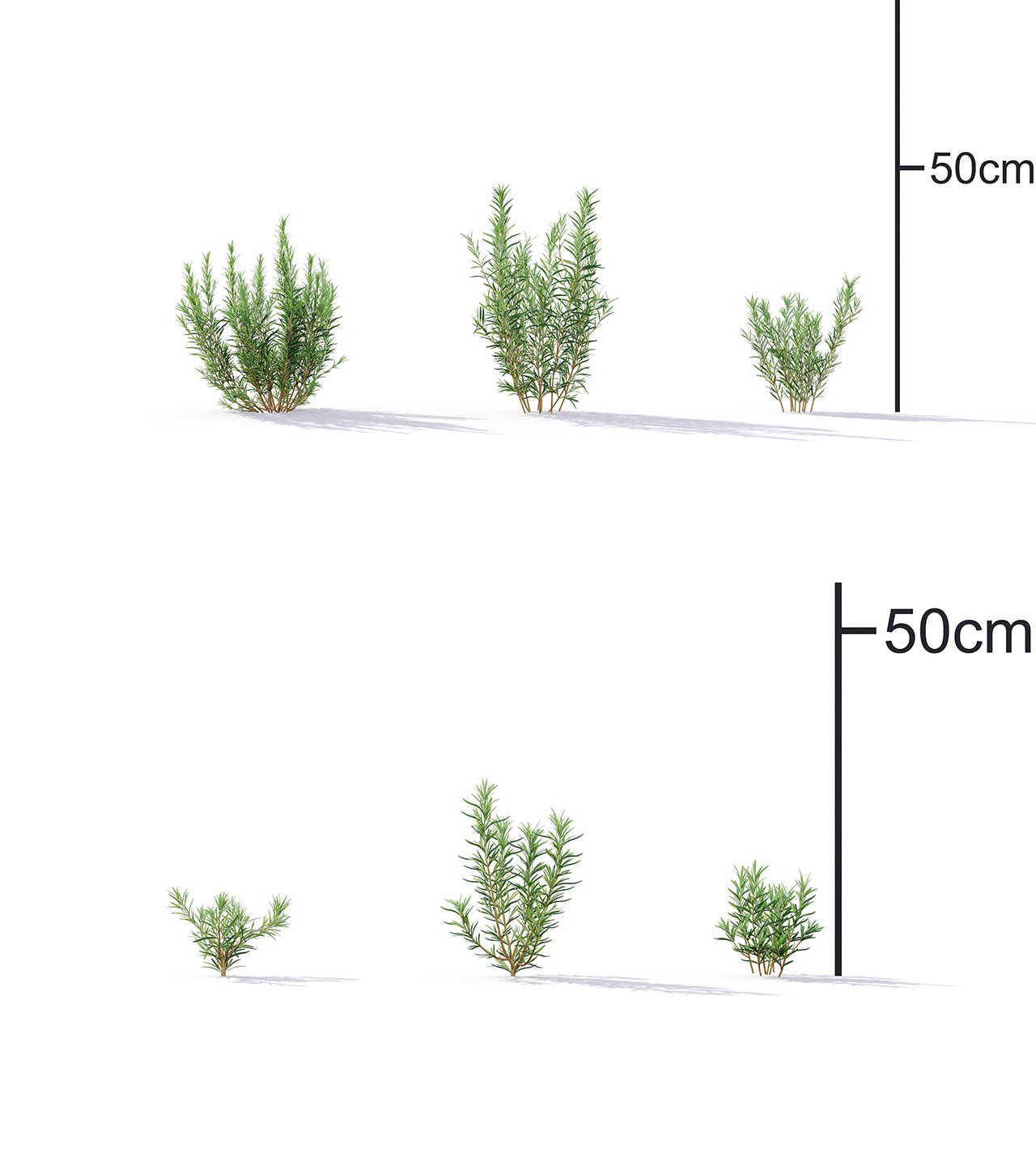 C4D Max FBX庭院室内植物素材花草盆景盆栽果树树木3D模型A1215 第3张