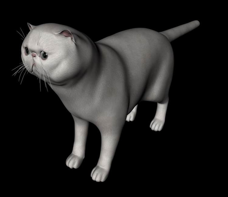 C4D OBJ暹罗猫黑猫白猫加菲猫孟加拉豹猫缅因猫橘猫三维模型A623 第2张