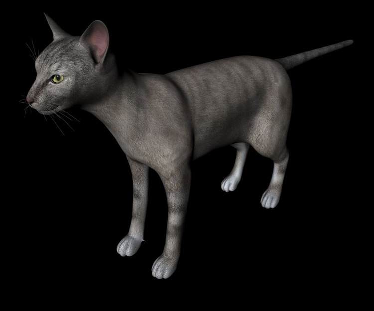 C4D OBJ暹罗猫黑猫白猫加菲猫孟加拉豹猫缅因猫橘猫三维模型A623 第1张