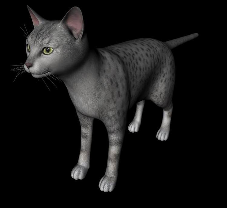 C4D OBJ暹罗猫黑猫白猫加菲猫孟加拉豹猫缅因猫橘猫三维模型A623 第3张