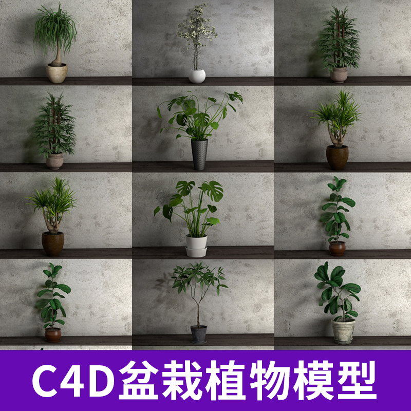 10款C4D植物盆栽模型附贴图办公室盆景大叶龟背竹蒲葵发财树A1145图片