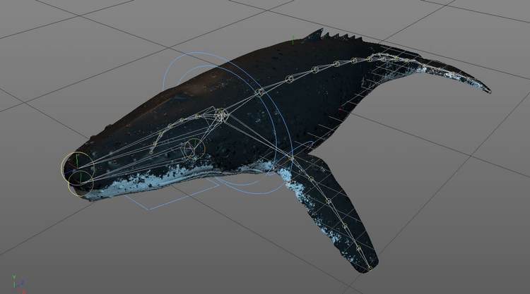 C4D 3D蓝鲸鲸鱼带材质贴图骨骼绑定动画设计参考三维模型A625 第1张