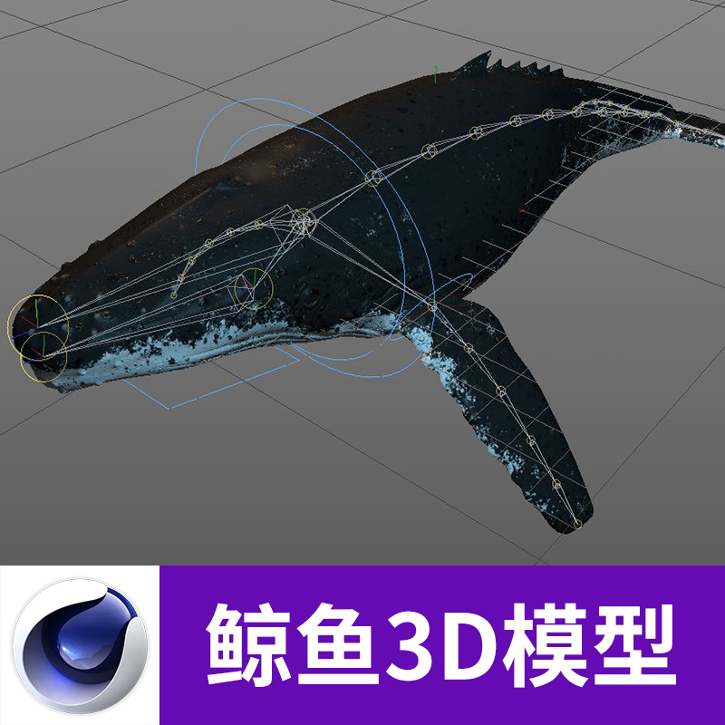 C4D 3D蓝鲸鲸鱼带材质贴图骨骼绑定动画设计参考三维模型A625图片