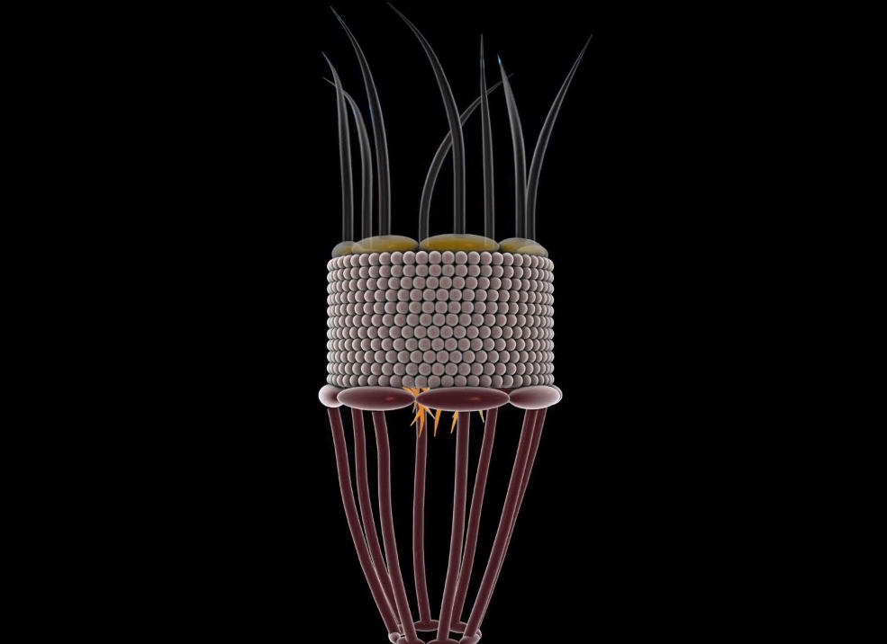 C4D医学神经元素细胞表面蛋白atp合成酶动画工程3D三维素材A1240 第3张