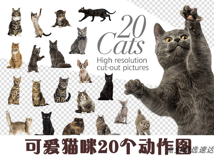 可爱动物宠物猫咪小猫欧洲短毛猫PNG免扣高清图片平面PS设计素材