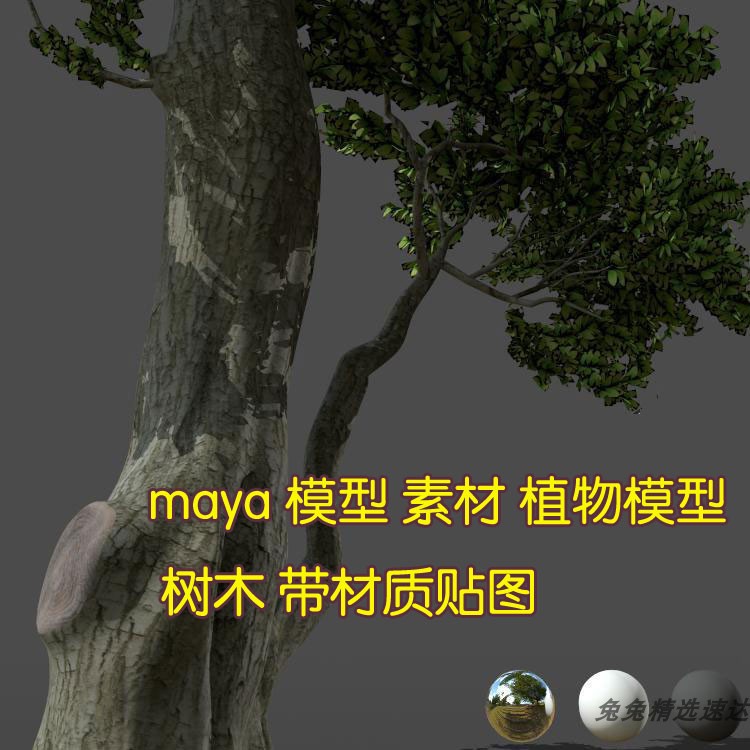 maya 模型 素材 植物模型  树木  带材质贴图图片