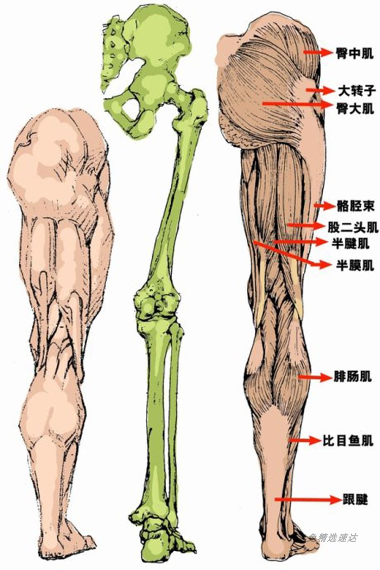 腿部脚足速写动态线稿绘画资料图片集 人体绘画教程参考素材 第13张