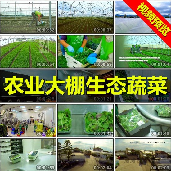 农业大棚高清实拍生态有机农场蔬菜种植采摘加工视频素材 1080P图片