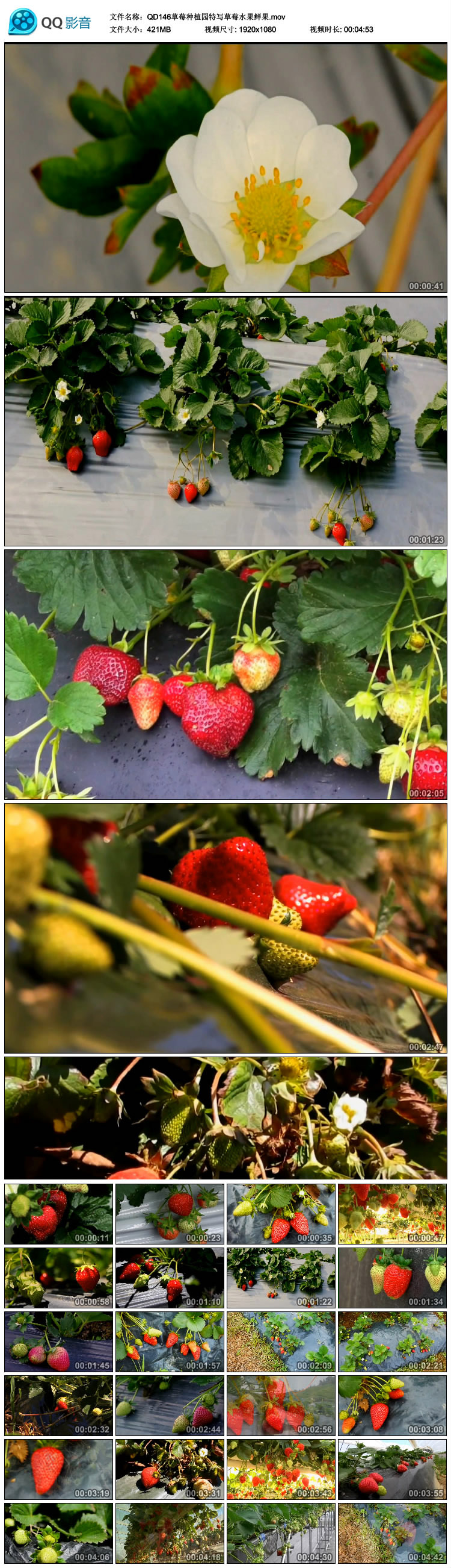 高清实拍草莓种植园特写草莓水果新鲜草莓果视频素材 第4张