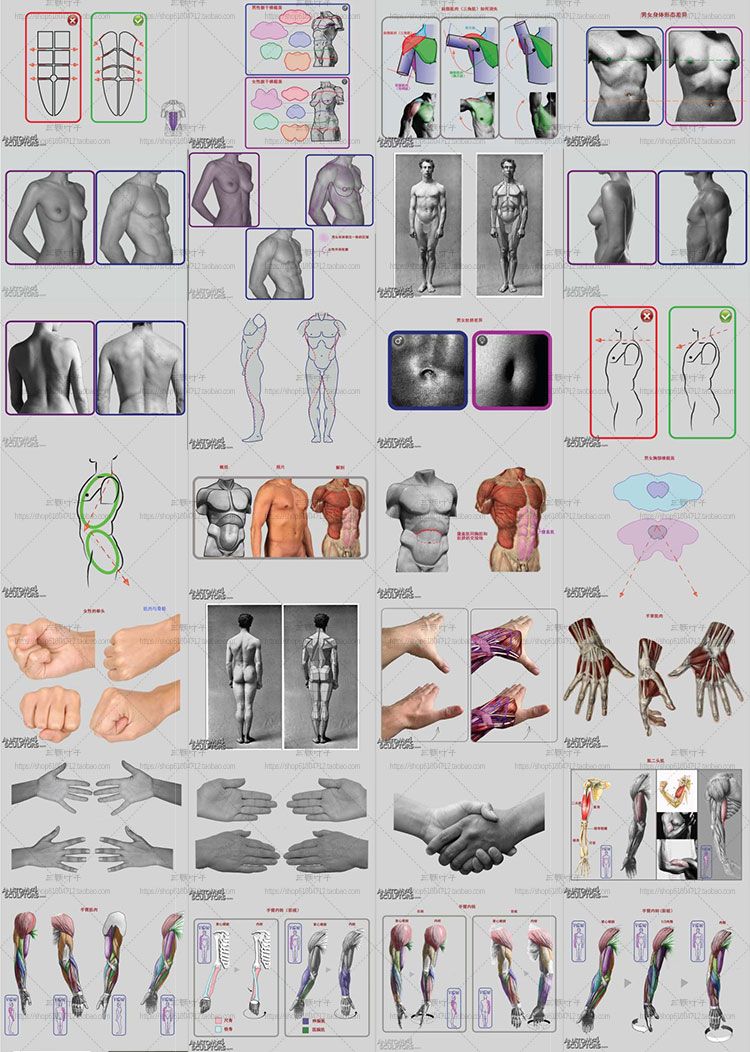 人体肌肉骨骼结构图集 6400张 线稿素描速写 CG设定参考素材 第11张