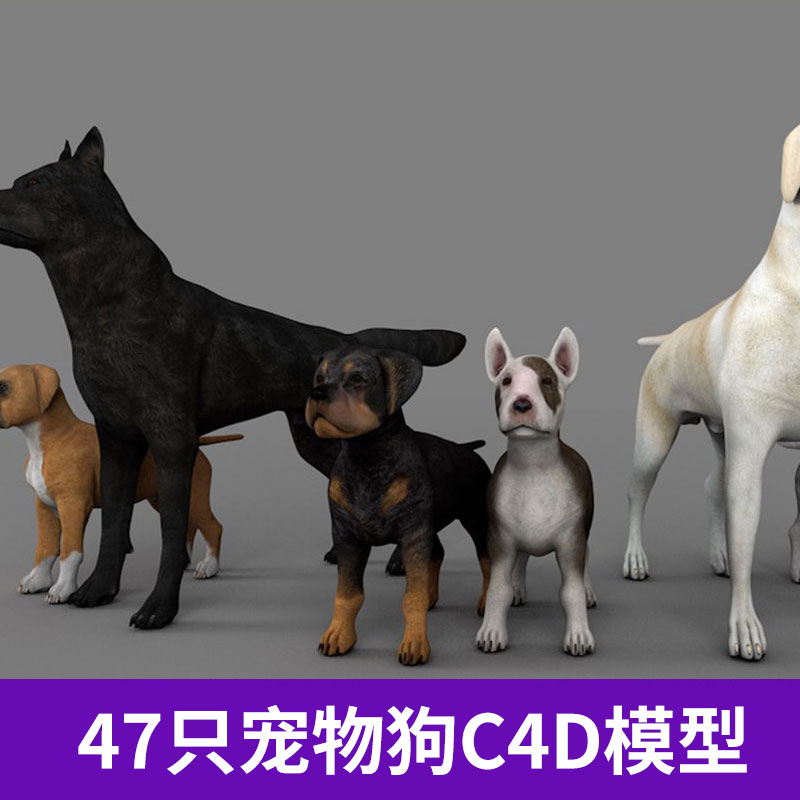 C4D 3D 47只犬科动物宠物狗狼材质贴图渲染三维素材模型合集3147 第1张