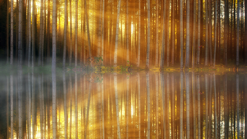 唯美风景森林树木秋天现代摄影画芯客厅装饰画高清素材北欧风图库 第27张